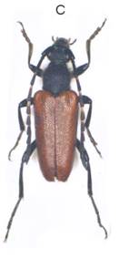 1a St. simplonica samec.bmp